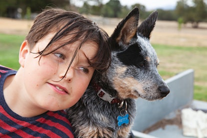 Typical Australian scene of a young blue heeler working dog on a farm in Victoria, Australia