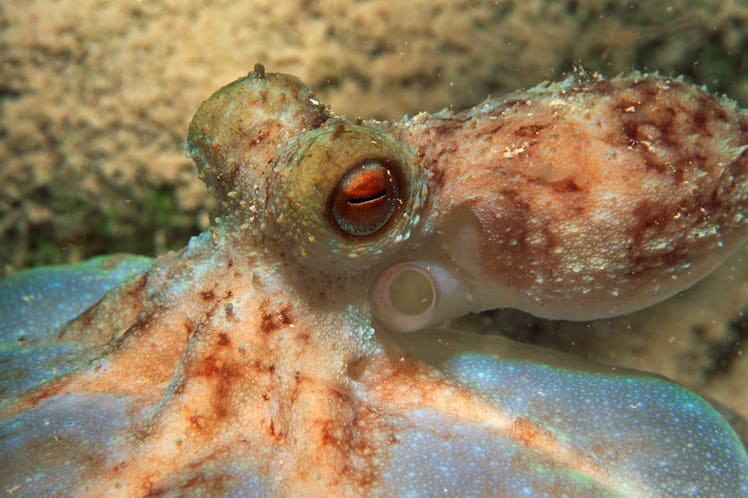 In their fights for power, male octopuses perform an array of antagonistic behaviors.