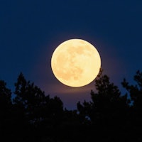 16 April 2022, Saxony-Anhalt, Kathendorf: The full moon rises behind a forest in the early evening. ...