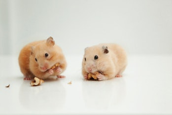 Para los ratones, el ayuno oportuno prolonga la vida útil, pero ¿podría funcionar en humanos?