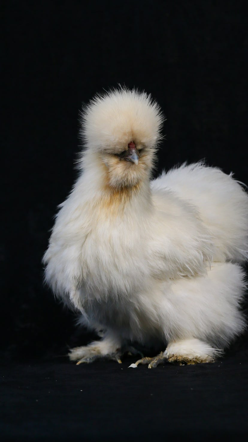 Give this white silkie chicken breed a cute chicken name