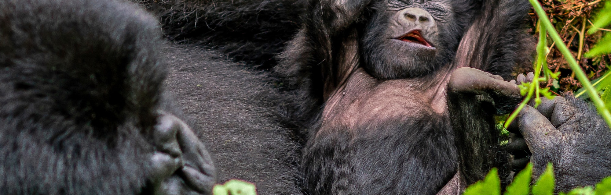 The newborn baby mountain gorilla is seen while it is lying in its mother's arms in front view. Its ...