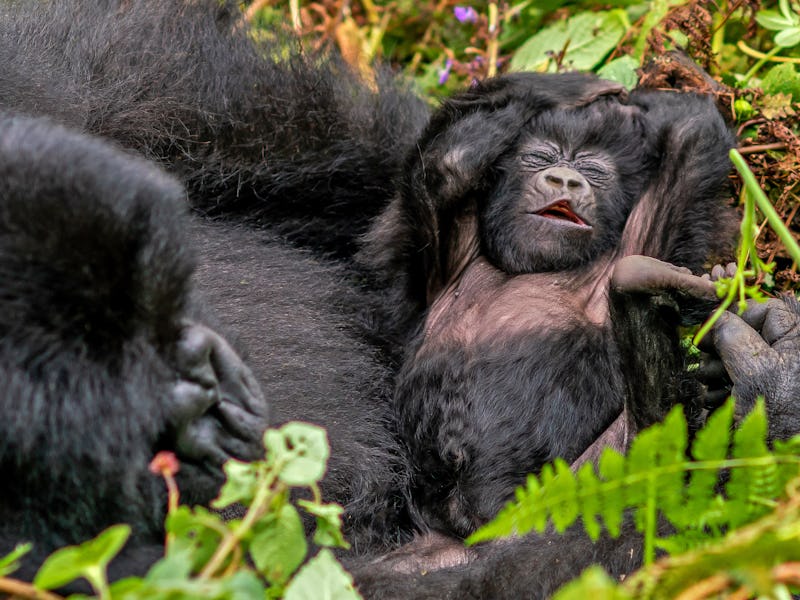 The newborn baby mountain gorilla is seen while it is lying in its mother's arms in front view. Its ...