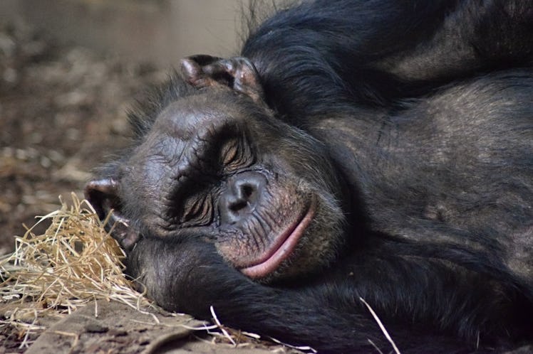 chimp sleeping on a bed of hay