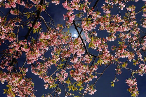 The full moon as seen behind flower blossoms. The Spiritual Meaning Of The May 2022 Full Flower Moon...