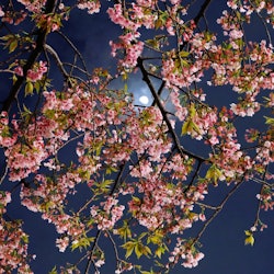 The full moon as seen behind flower blossoms. The Spiritual Meaning Of The May 2022 Full Flower Moon...