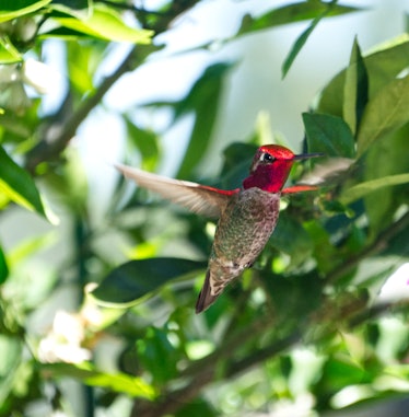 Anna's hummingbird in flight