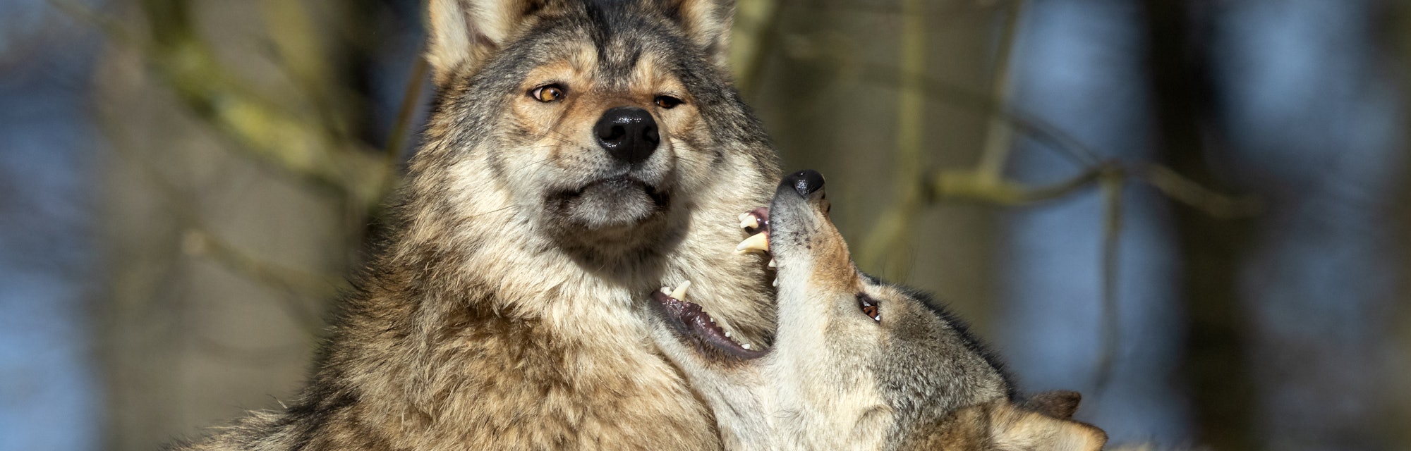 Portrait of two canadian timberwolves during mating season.