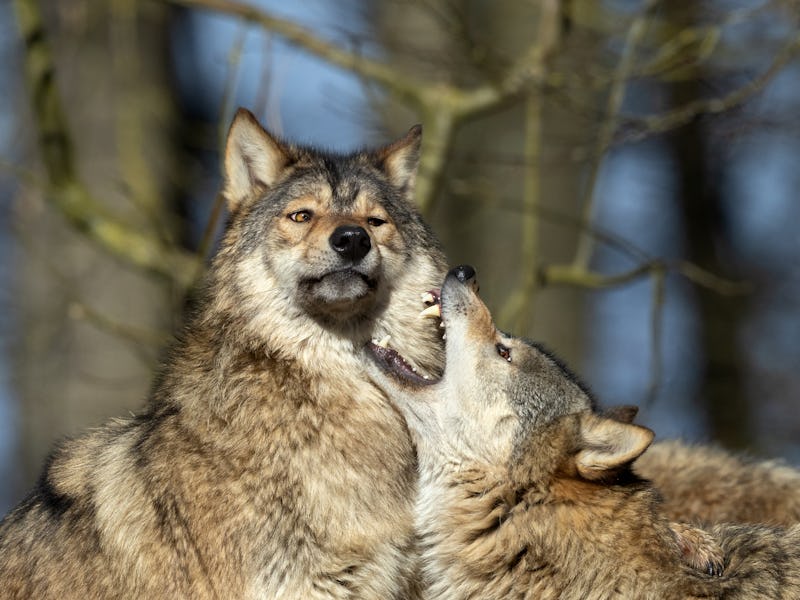 Portrait of two canadian timberwolves during mating season.