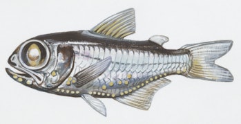 UNSPECIFIED - OCTOBER 08: Fishes: Myctophiformes Myctophidae, Chubby flashlightfish (Electrona riss...