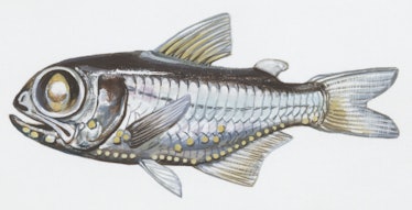 UNSPECIFIED - OCTOBER 08:  Fishes: Myctophiformes Myctophidae, Chubby flashlightfish (Electrona riss...