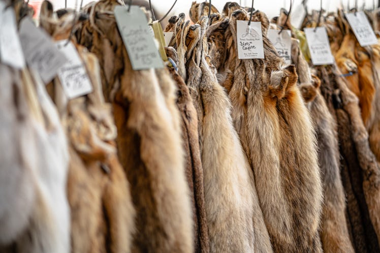 August 10, 2019 Wisconsin State Fair, Milwaukee County, USA. Dead animal - taxidermy - mounts and an...