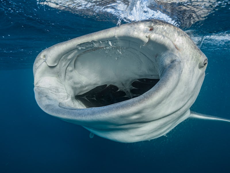 DJIBOUTI, INDIAN OCEAN - DECEMBER 2007: A whale shark (Rhincodon typus) is eating plankton on the su...
