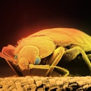 Colour enhanced scanning electron micrograph.C.hemipterus are tropical insects.Bed bugs infest house...
