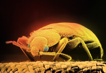 Colour enhanced scanning electron micrograph.C.hemipterus are tropical insects.Bed bugs infest house...