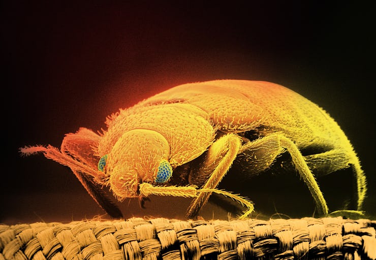 Colour enhanced scanning electron micrograph.C.hemipterus are tropical insects.Bed bugs infest house...