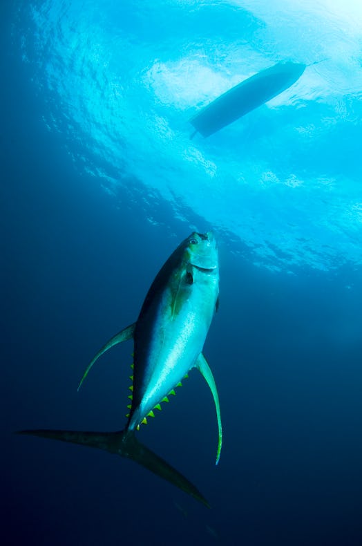 Bajau Fisherman Landing a 75kg (150 lb)  Yellow-Fin Tuna on a FAD (Fish Aggregation Devise) off Mabu...