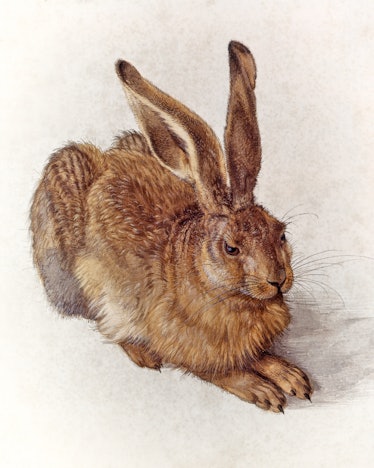 1500s DETAILED WATERCOLOR OR BODY COLOR OF YOUNG HARE ALBRECHT DURER 1502   (Photo by H. Armstrong R...