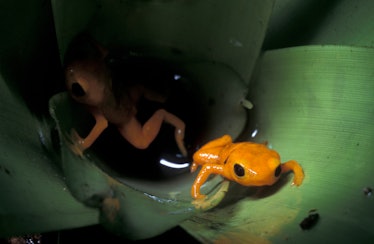 Brachycephalus frogs of Brazil