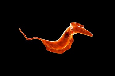 Computer illustration of a trypanosome (Trypanosoma cruzi) which causes Chagas' disease (American tr...