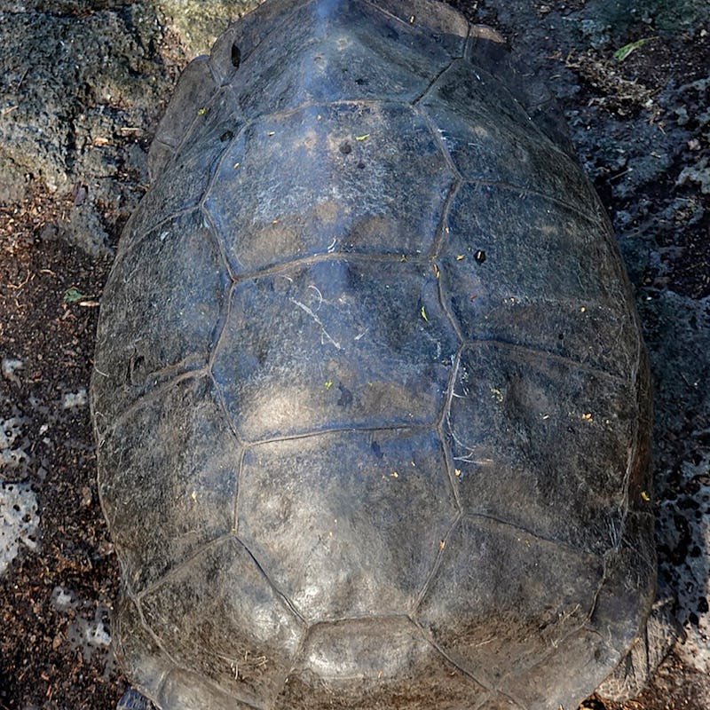 A specimen of the giant Galapagos tortoise Chelonoidis phantasticus, thought to have gone extint abo...