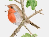 robin singing