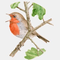robin singing