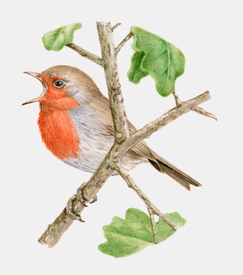 robin singing