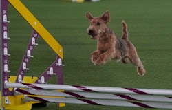 A Lakeland Terrier races during the 8th Annual Masters Agility Championship at the 145th Annual West...