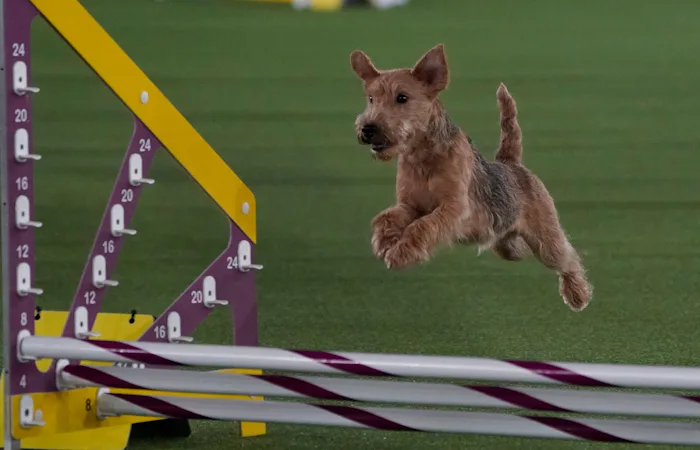 A Lakeland Terrier races during the 8th Annual Masters Agility Championship at the 145th Annual West...