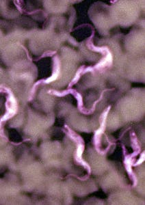 Trypanosoma, A Blood Parasite And The Causative Agent Of Sleeping Sickness Trypanosomiasis Transmitt...