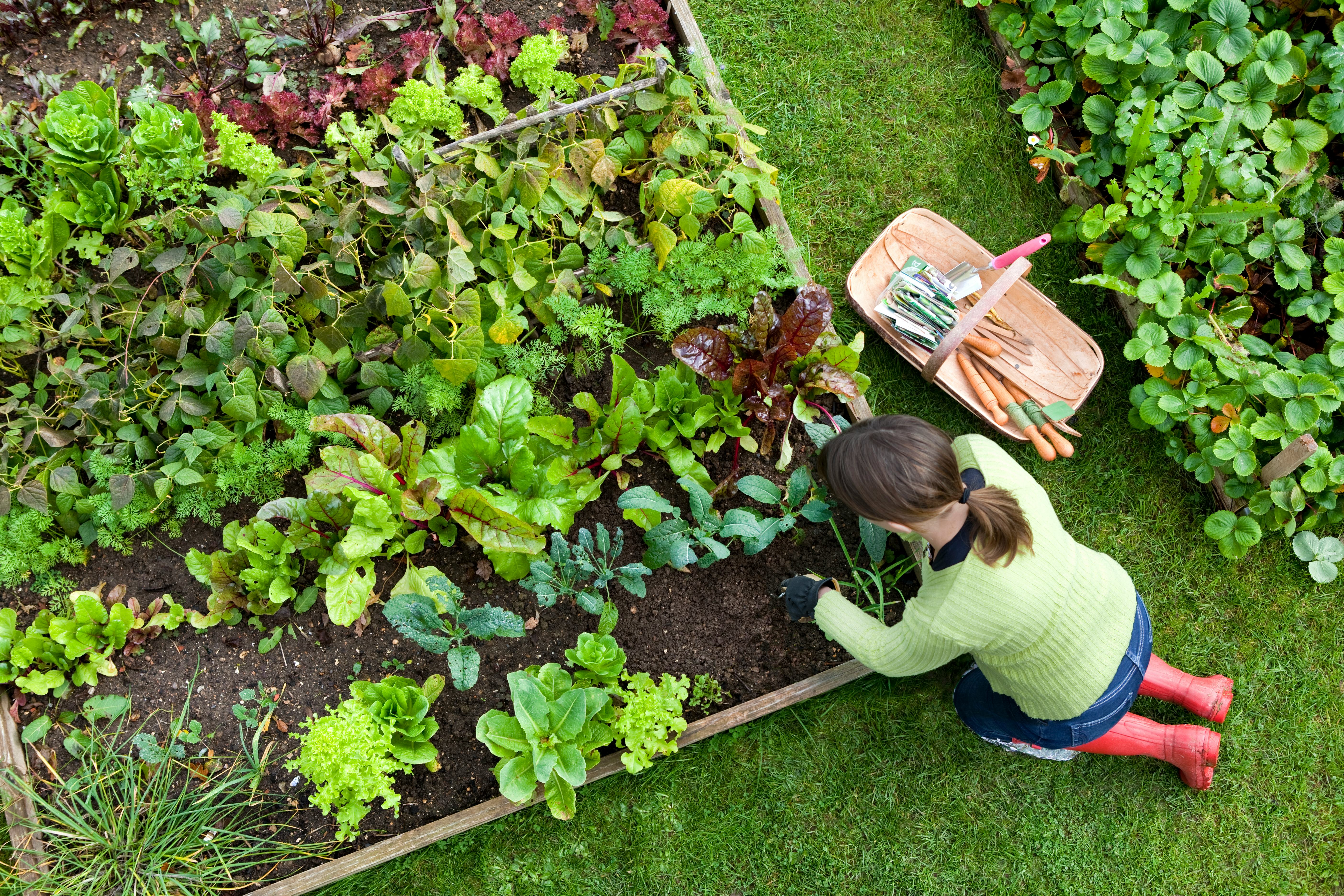 Birds eye view of a woman gardener weeding an organic vegetable garden, beautiful raised garden bed 