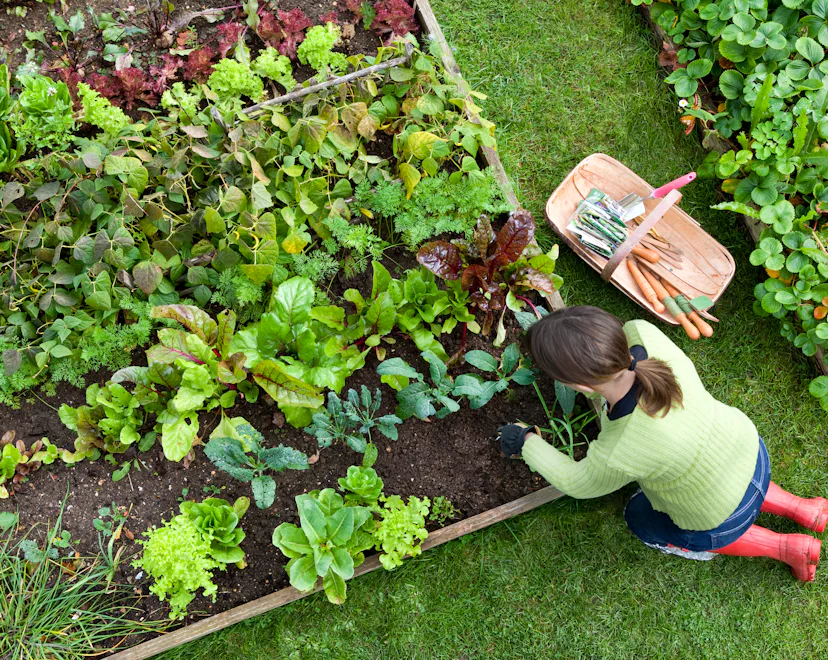 Birds eye view of a woman gardener weeding an organic vegetable garden, beautiful raised garden bed