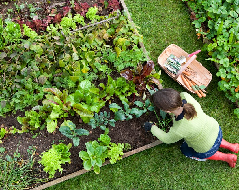 Birds eye view of a woman gardener weeding an organic vegetable garden, beautiful raised garden bed 