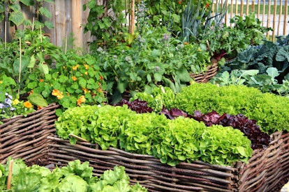 Herbs and vegetables in a raised garden bed 
