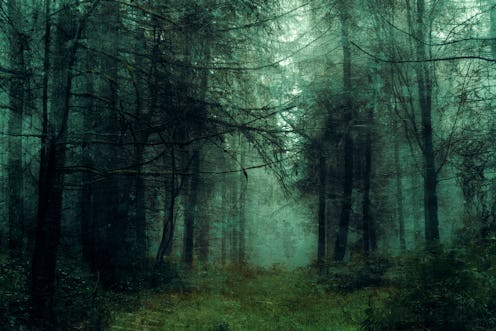 A dark moody forest on a spooky winters day. With an abstract, grunge, artistic edit.