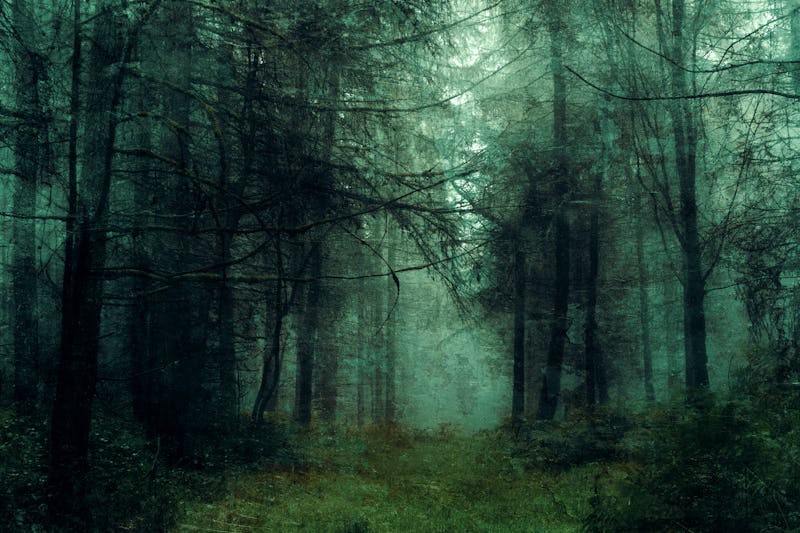 A dark moody forest on a spooky winters day. With an abstract, grunge, artistic edit.