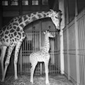 Le petit Girafon 'Nénette' est née au Zoo de Vincennes, le 02 juillet1951. (Photo by Keystone-France...