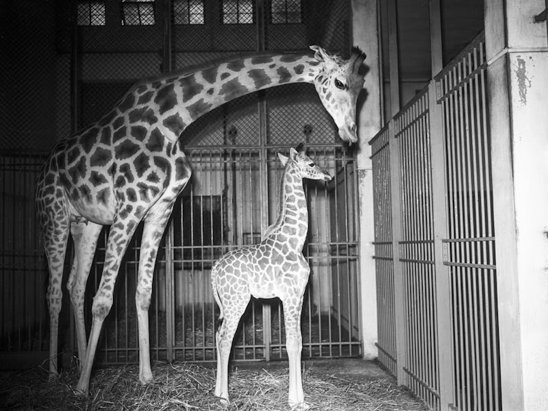 Le petit Girafon 'Nénette' est née au Zoo de Vincennes, le 02 juillet1951. (Photo by Keystone-France...