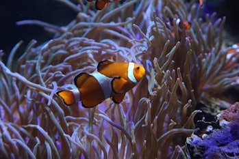 Onderwaterkoraalriffen in de Rode Zee