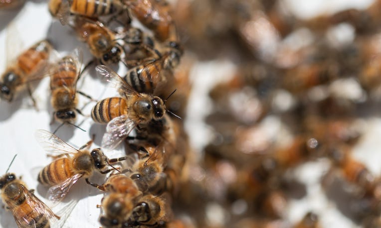 Honey bees hanging out on a hive
