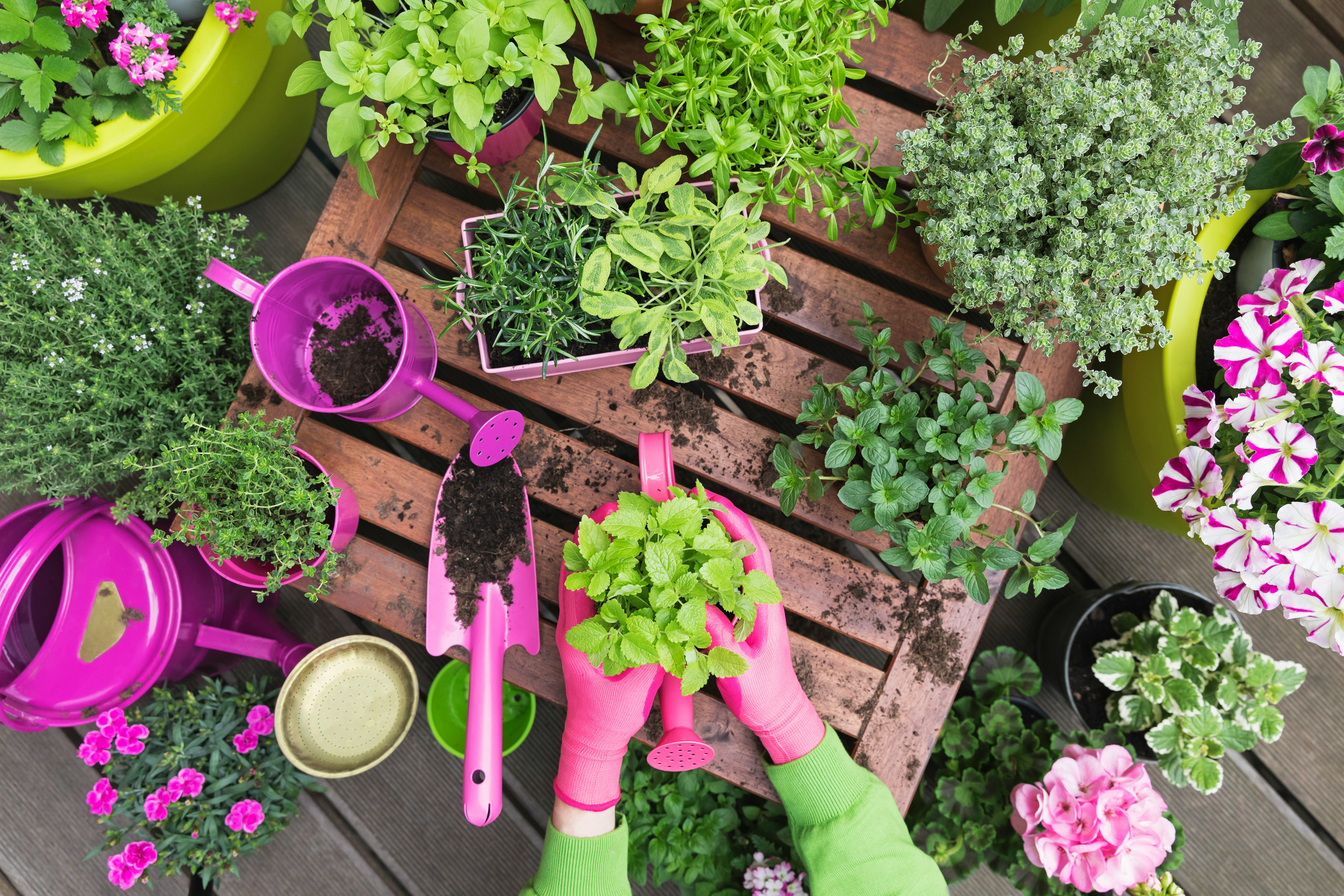 woman's hands gardening, best garden herbs to grow