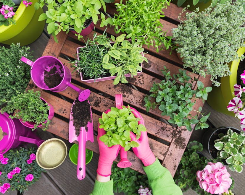 woman's hands gardening, best garden herbs to grow