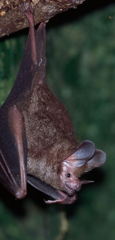 A fringe-lipped or frog-eating bat Trachops cirrhosus hangs from a tree branch on Barro Colorado Isl...
