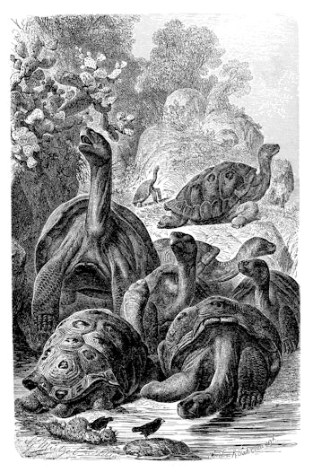 Antique illustration of Galapagos giant tortoise (Chelonoidis nigra)