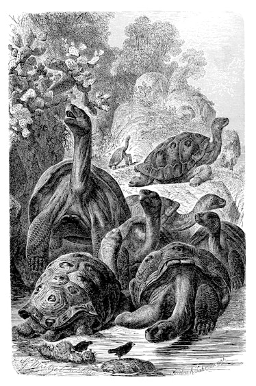 Antique illustration of Galapagos giant tortoise 