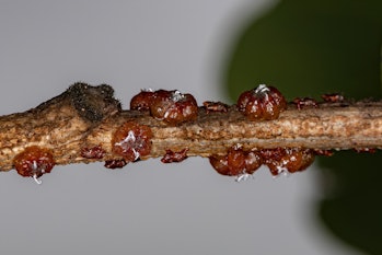 Small lacquer-producing mealybugs of the family Kerriidae