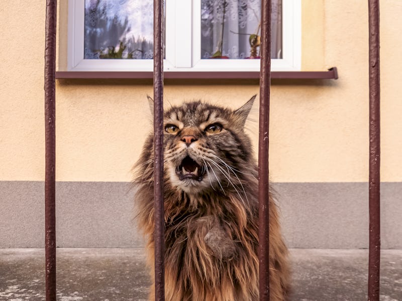 Maine Coon Cat meowing while sitting behind the railing on the terrace.