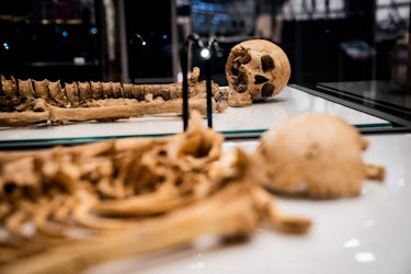 Two skeletons lie in a showcase at The National Museum of Denmark Wednesday, June 9, 2021 in Copenha...