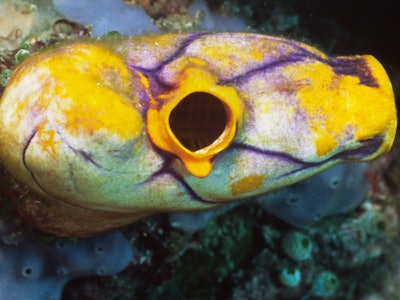 Ox Heart Ascidian also called Tunicate (Sea Squirt)  (Polycarpa aurata) Lembeh Strait, Indonesia